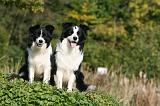 BORDER COLLIE 1335